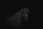 Icelandic Horse portrait