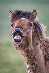 flehming Icelandic Horse