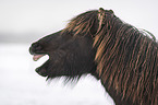flehming Icelandic Horse