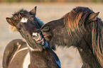 Icelandic Horses portrait