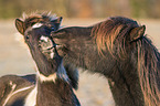 Icelandic Horses portrait