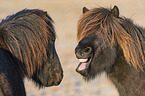 yawning Icelandic Horse