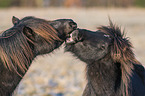 Icelandic Horses portrait