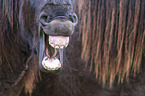 yawning Icelandic Horse