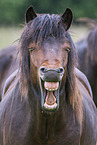 yawning Icelandic Horse
