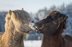 Icelandic Horses portrait