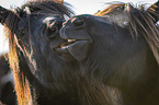 Icelandic Horses portrait