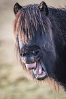 yawning Icelandic Horse