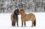 standing Icelandic Horses