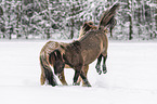 playing Icelandic Horses