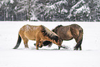 playing Icelandic Horses