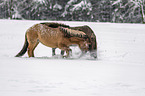 playing Icelandic Horses