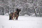 standing Icelandic Horses