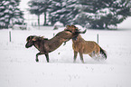 playing Icelandic Horses