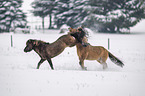 playing Icelandic Horses