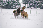 playing Icelandic Horses