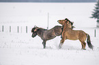 playing Icelandic Horses