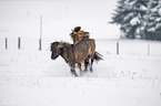 playing Icelandic Horses