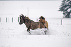 playing Icelandic Horses