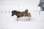 playing Icelandic Horses