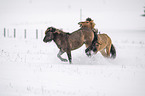 playing Icelandic Horses