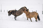 playing Icelandic Horses