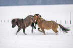 playing Icelandic Horses