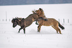 playing Icelandic Horses