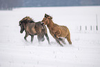running Icelandic Horses