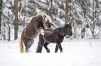 Icelandic Horses