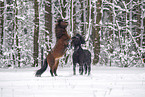 playing Icelandic Horses