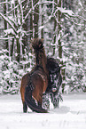 playing Icelandic Horses