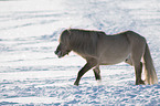 walking Icelandic Horse