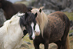 Icelandic Horses