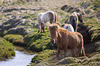 Icelandic Horses on the meadow