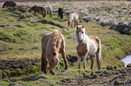 standing Icelandic Horse