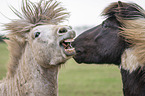 yawning Icelandic Horse