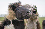 yawning Icelandic Horse