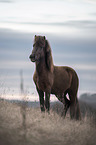 standing Icelandic Horse