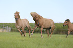 galloping Icelandic Horses