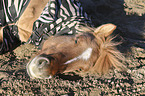 lying Icelandic Horse