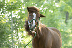 Icelandic Horse portrait