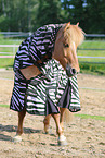 Icelandic horse