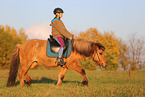 rider on Icelandic horse