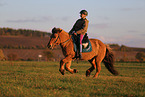 rider on Icelandic horse