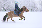 rider on Icelandic horse