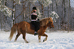 rider on Icelandic horse