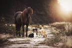 Icelandic Horse with 2 dogs