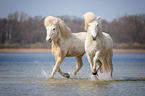 Icelandic horses