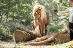 woman and Icelandic horse